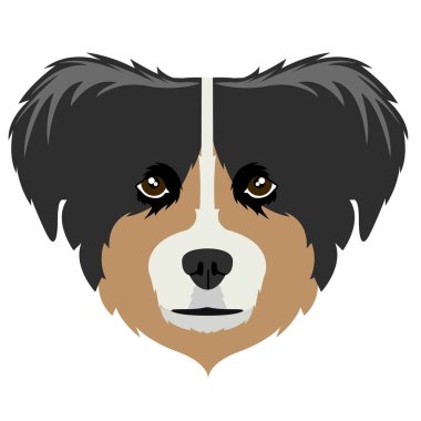 Avustralyalı çoban avatar