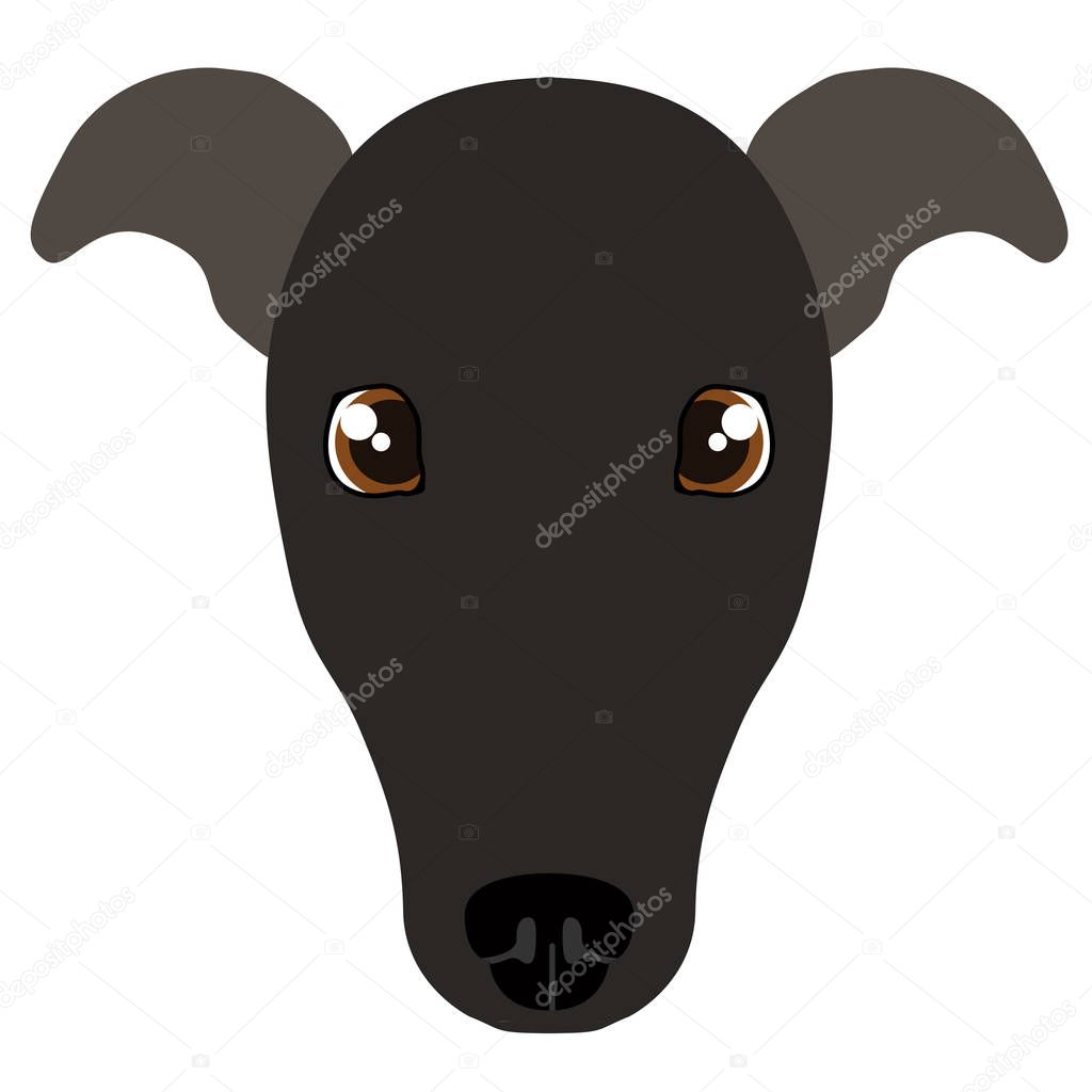 Italian greyhound avatar