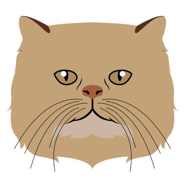 Farsça kedi avatar. Kedi doğurmak