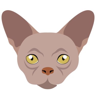 Donskoy kedi avatar. Kedi doğurmak