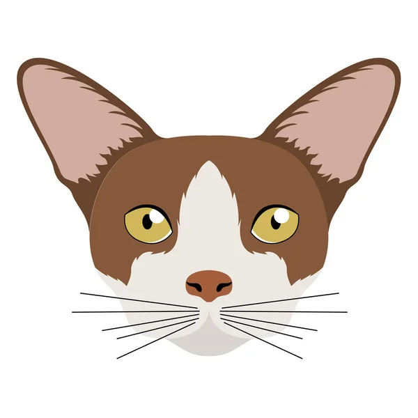 Thai cat avatar. Cat breeds — Stock Vector