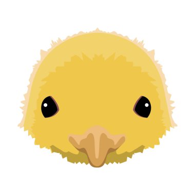 İzole tavuk kafa. Çiftlik hayvanı