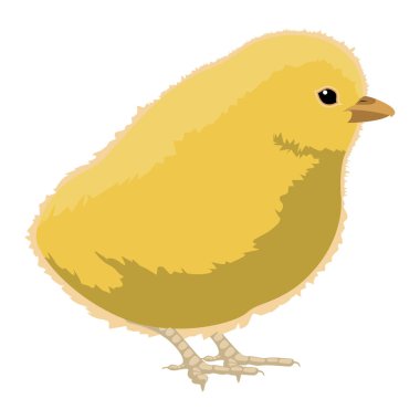 İzole sevimli tavuk