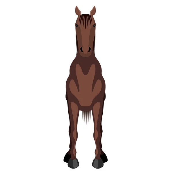 Vista frontal de un caballo — Vector de stock