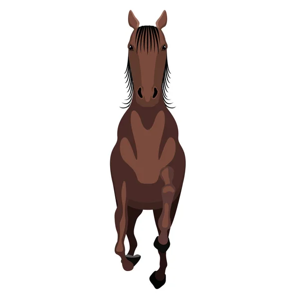 Vooraanzicht van een paard — Stockvector