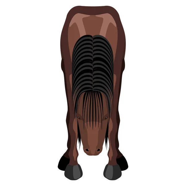 Framifrån av en häst — Stock vektor