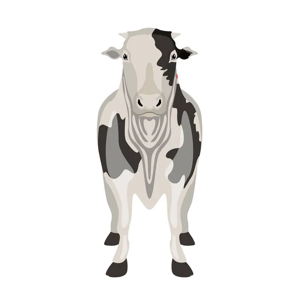 Vista frontal de uma vaca. Animais de exploração —  Vetores de Stock