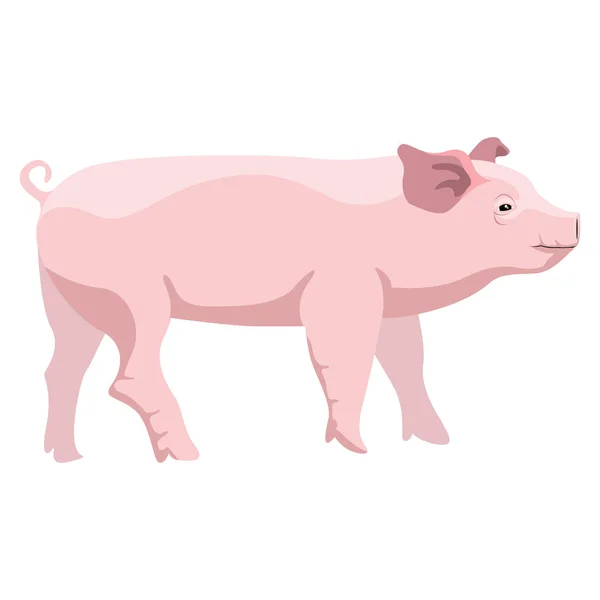 Cerdo lindo aislado — Vector de stock