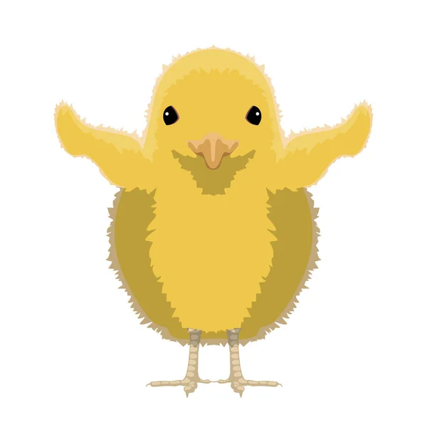 Frontansicht eines Huhns. Nutztier — Stockvektor