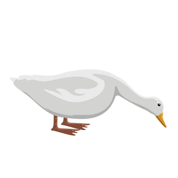 Isolatesd cute duck — Stock Vector
