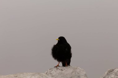 Bir kayanın üzerindeki dağ sıçanı portresi.