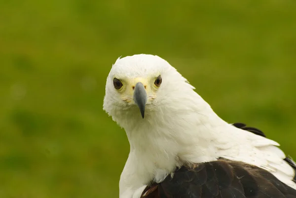 Nahes Porträt Eines Kühnen Adlers Der Die Kamera Mit Grünem — Stockfoto