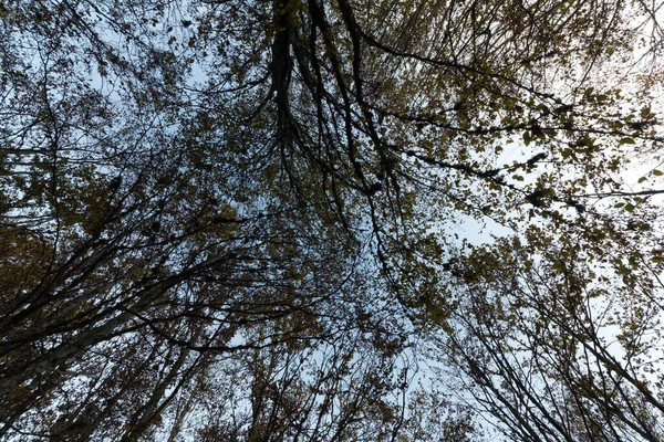 冬天的一个下午 在森林里找 树上没有树叶 低角度射击 — 图库照片