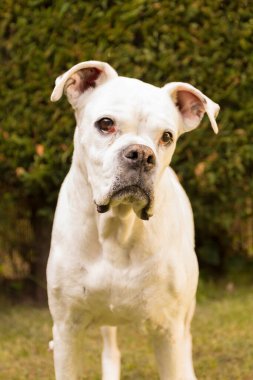 Beyaz boksör köpeği bahçedeki kameraya bakıyor.