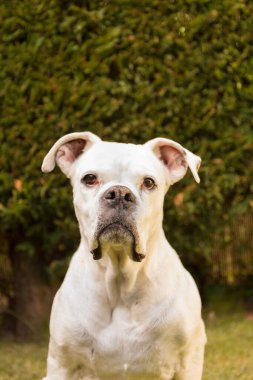 Beyaz boksör köpeği bahçedeki kameraya bakıyor.