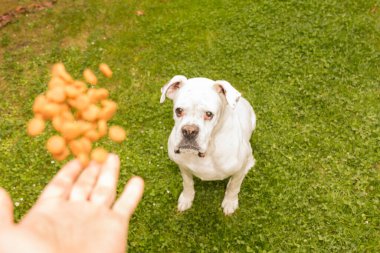 Beyaz boksör köpeği yemeğini almak üzereydi.