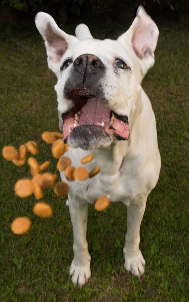 White Boxer Dog Seated Receive Its Food — Stock Photo, Image