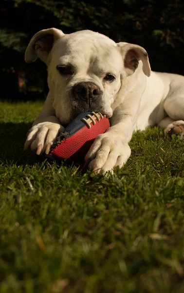 Perro Boxeador Blanco Masticando Una Pelota Fútbol Roja Azul — Foto de Stock