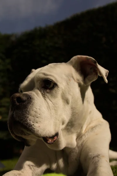 Bahçede Beyaz Boksör Köpek Portresi — Stok fotoğraf