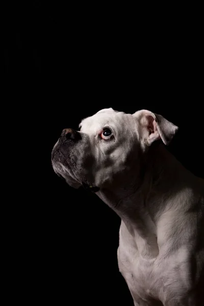 Retrato Perro Boxeador Blanco Sobre Fondo Negro — Foto de Stock