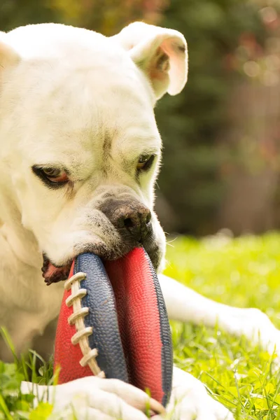 白いボクサー犬チューイン赤と青のサッカーボール — ストック写真