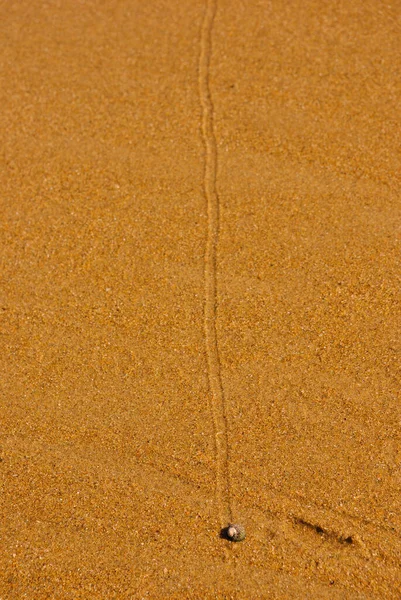 Snigelspår Gul Sand Strand — Stockfoto