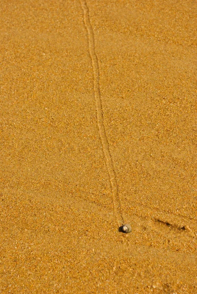 Šnečí Stezka Žlutém Písku Pláži — Stock fotografie