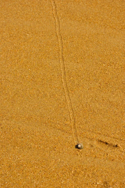 Sentier Escargots Sable Jaune Dans Une Plage — Photo