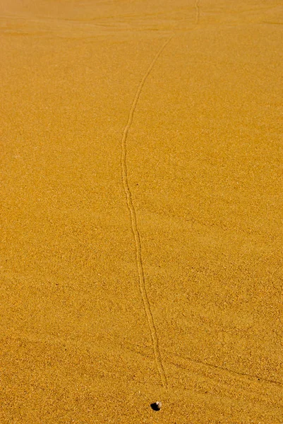 Snigelspår Gul Sand Strand — Stockfoto