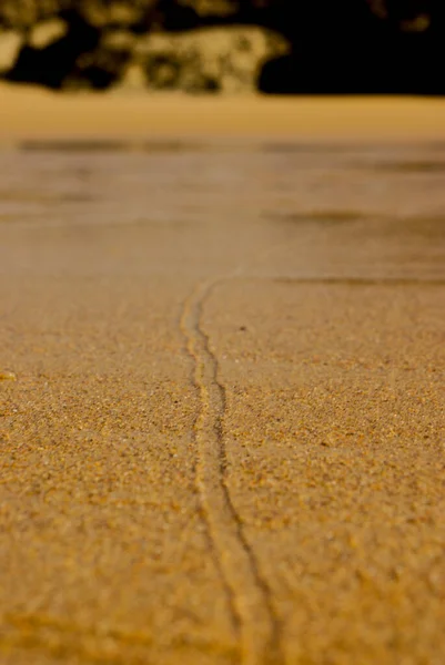 Snigelspår Sanden Strand — Stockfoto