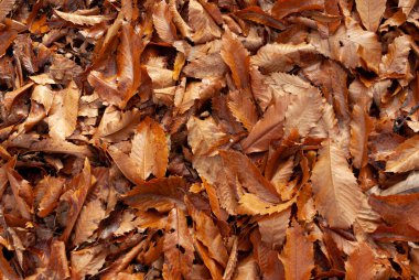 Düşen sonbahar yapraklarının dokusu. Kestane ağaçları.