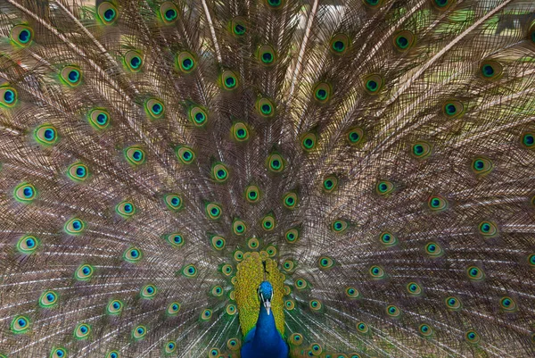 Peacock fanning out its beautiful feathers.