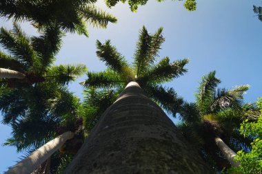 Güneşli bir günde mavi gökyüzü olan palmiye kadını. Düşük açılı çekim.