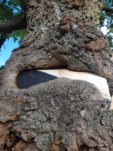 Jagdrevier Schild Teilweise Von Einem Baum Einem Wald Gefressen Die — Stockfoto