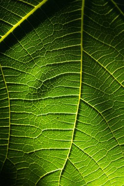 Sinirli bir incir yaprağının gölgeli resmini kapat..