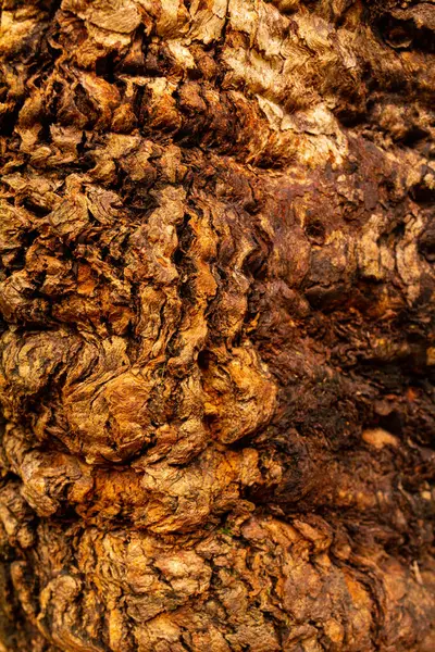 Bir yüzüncü yıl okaliptüs ağacının eğimli ahşap dokusunun seçici odak noktası.