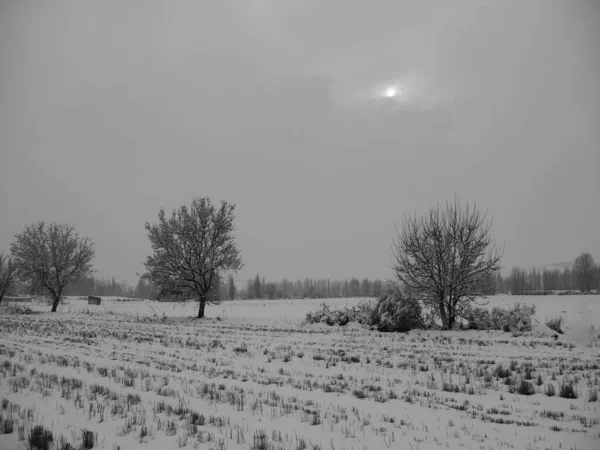 Karlı bir tarlada ağaçla sisli bir gün. Sis yüzünden güneş kısmen kapalı.