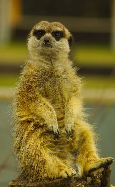 Retrato Meerkat Com Olhar Bonito — Fotografia de Stock