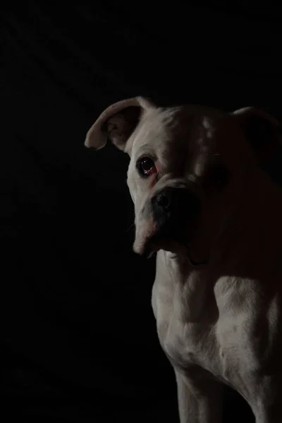 黒の背景に白いボクサー犬の肖像画 — ストック写真