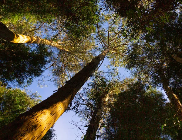Güneşli bir günde okaliptüs ormanına bakıyorum. Düşük açılı çekim.