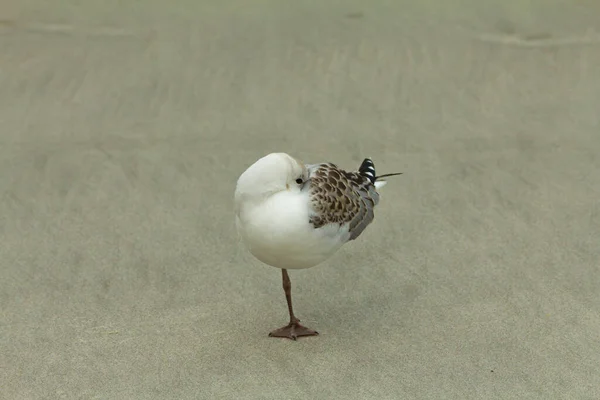 Tek ayak üzerinde uyuyan siyah gagalı martının bir resmi ve arkasında güzel bir kum dokusu olan açık bir göz..