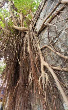 Banyan ağaç kökleri Hong Kong 'da eski bir taş duvarda gürlüyor.