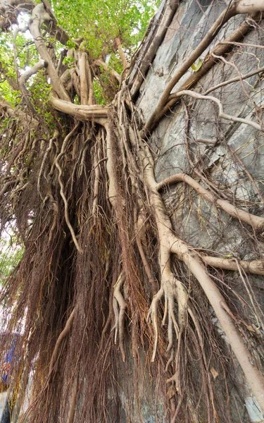 Banyan ağaç kökleri Hong Kong 'da eski bir taş duvarda gürlüyor.