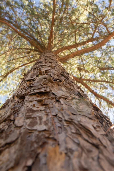 Low angle shot of a pine tree with a close looking of its log.. Looking up tree