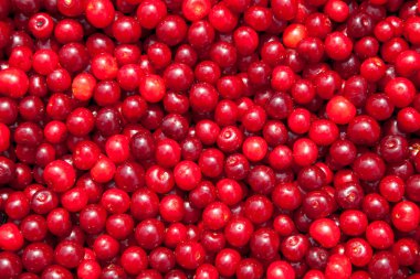 Olgun kırmızı kirazların arkaplanı