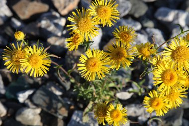Çiçekler elektroampandır. Yukarıdan görüntüle.