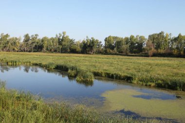 Altai 'de yaprak döken ormanlarla dolu bir gölet