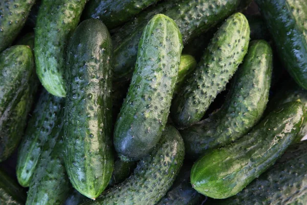 Background Cucumbers Pimples — Stock Photo, Image