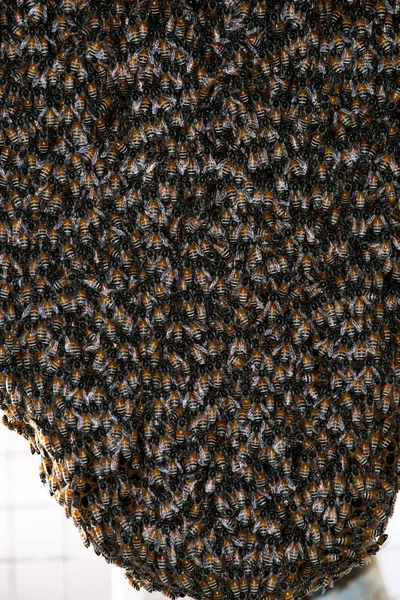 Kovanlarının etrafında vızıldayan bal arıları özenle nektar topluyor ve tatlı altın bal üretiyorlar..