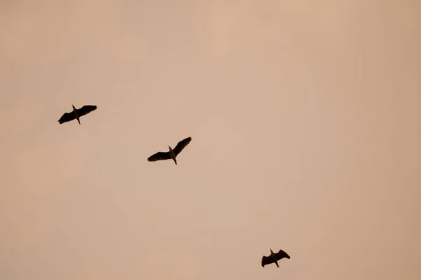 Siluetă Păsări Zburătoare Cer Apus Soare — Fotografie, imagine de stoc